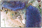 TOP 50 Blue Bullseye Mushroom